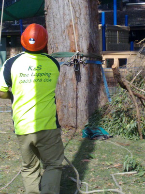 K & S Trees Pic 4 - tree removal