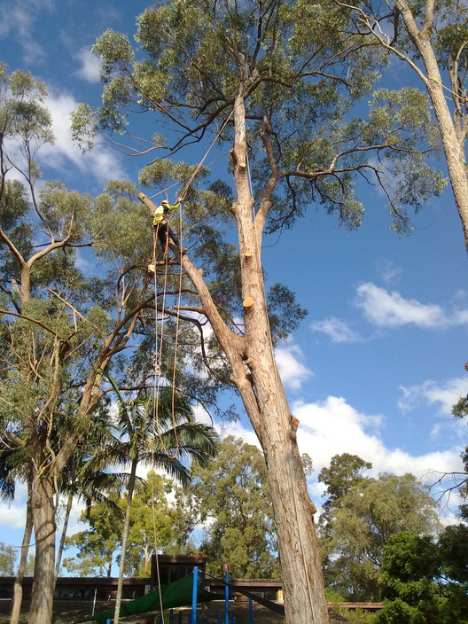 K & S Trees Pic 1 - tree removal brisbane