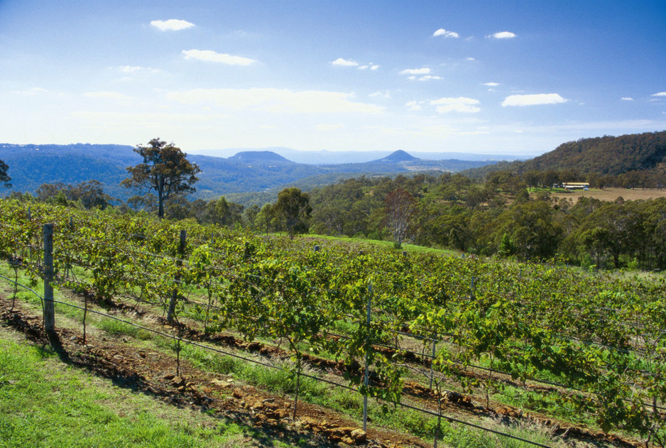 Preston Peak Wines Pic 1 - Toowoomba Vineyard