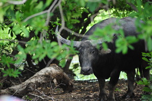 Never Never Safari Tours Pic 4 - Water Buffalo