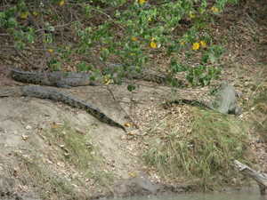 Never Never Safari Tours Pic 5 - Crocs