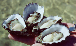 Ocean Fresh Seafoods Pic 4 - Fresh Coffin Bay Oysters