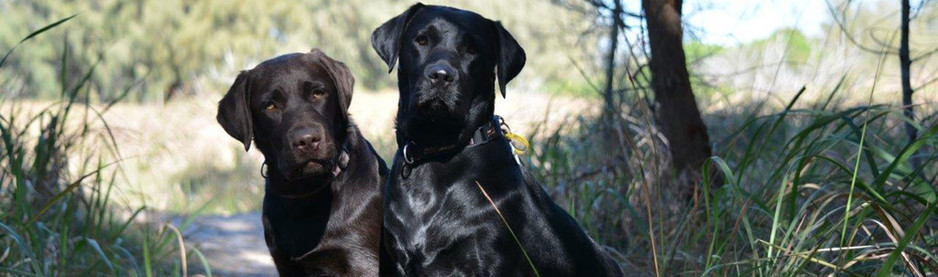 GC Labradors Pic 1 - Labrador Retriever Puppies Happy Healthy and Smart