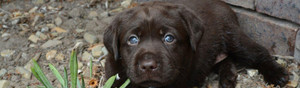 GC Labradors Pic 2 - Labrador Retriever Puppies Happy Healthy and Smart