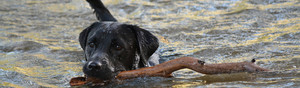 GC Labradors Pic 3 - Labrador Retriever Puppies Happy Healthy and Smart