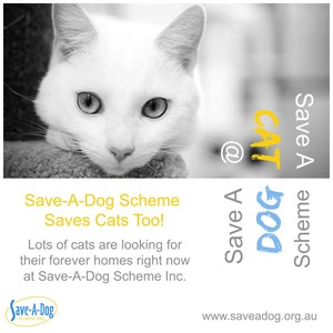 Save -A-Dog Scheme Pic 4