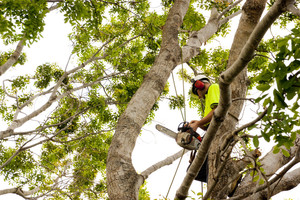 Paradise Tree Service Pic 5