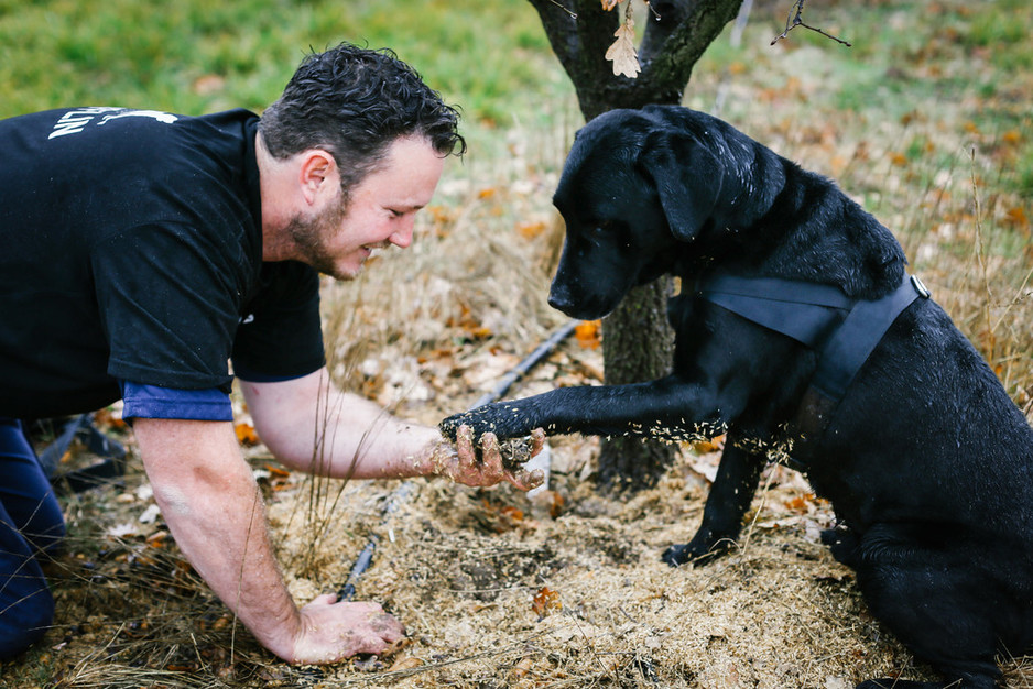 The Truffle Farm Pic 1