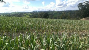 The Strawbale Farm Pic 3 - Garlic fields