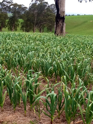 The Strawbale Farm Pic 5 - Garlic growing