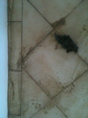 Expert Carpet Cleaning Pic 5