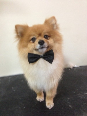 Paws 4 Applause Dog Grooming Pic 3 - Bow Tie for the stylish boys pretty bow for the lovely girls