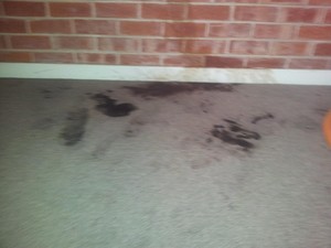 ZIG ZAG CARPET CLEANING Pic 4 - 247 EMERGENCY RESPOCE