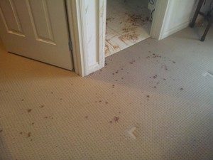 ZIG ZAG CARPET CLEANING Pic 2 - EMERGENCY CARPET CLEANING ADELAIDE