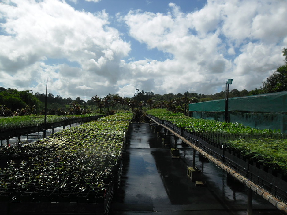 Bunneys Lane Nursery Pic 1