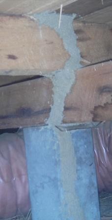 Termite Solutions Pic 4 - mud lead subfloor space