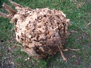 Termite Solutions Pic 3 - termite nest