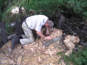 Termite Solutions Pic 2 - termite nest in tree