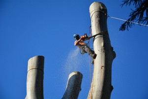 The Tree Fairy Arborist Pic 5