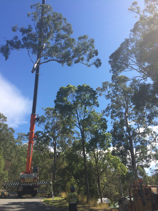 Treeline Tree Services Pic 1 - 130 foot grey gum removal in Bonogin