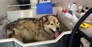 Jim's Dog Wash Brighton Le Sands Pic 3