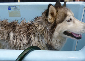 Companion Care Veterinary Surgery - Ormeau Pic 5 - Bindi enjoying a bath