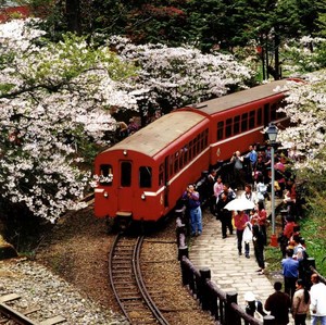 Taiwan Holidays Pic 4 - Taiwan Tours Alishan train cherry blossom