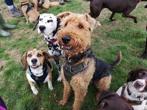 Paws Outdoors Pic 5 - Benji Raph Pippin Dotty gang on a group walk