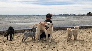 Paws Outdoors Pic 4 - Brighton Dog Beach with Gussie Oxley Pig Lainie