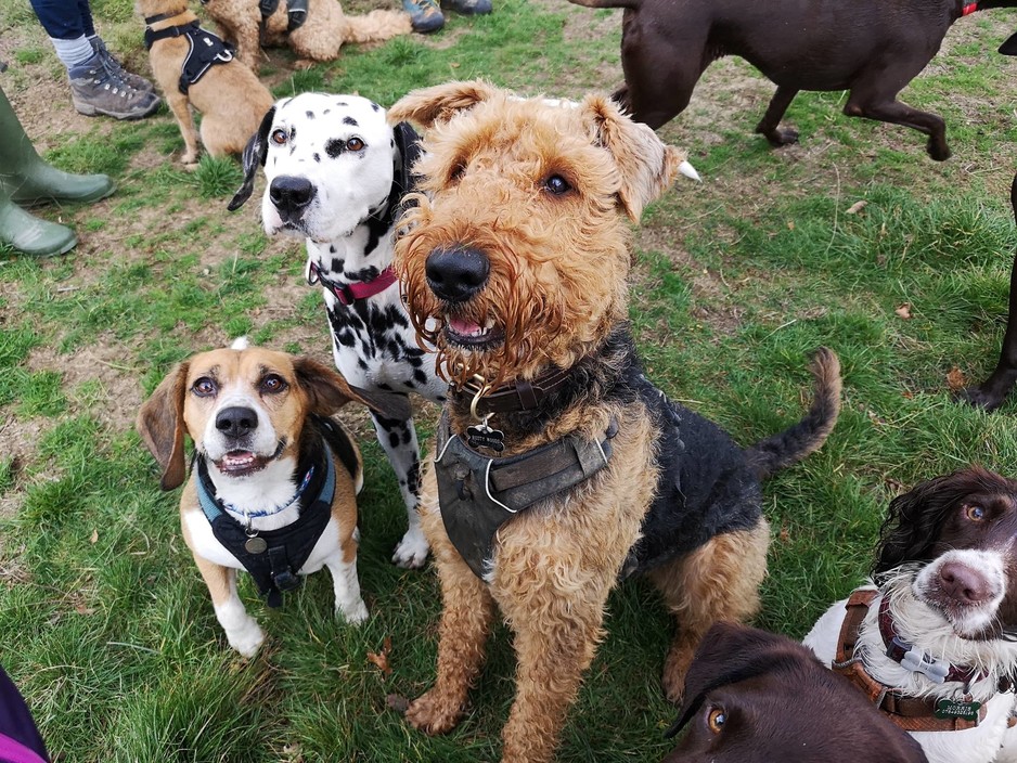 Paws Outdoors Pic 1 - Benji Dotty Pippin Mac and the gang enjoying a group session at Elstenwick Park