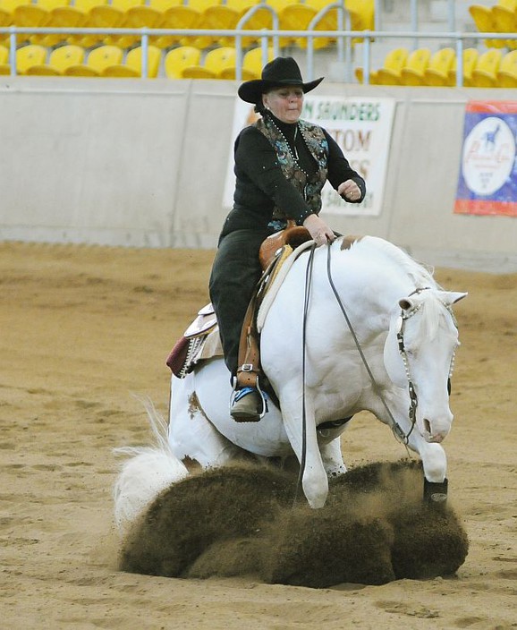 Shaws Performance Horses Pic 1 - Son of a Gun imp