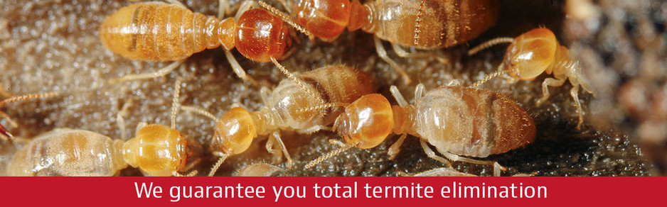 Complete Termite Solutions Pic 1