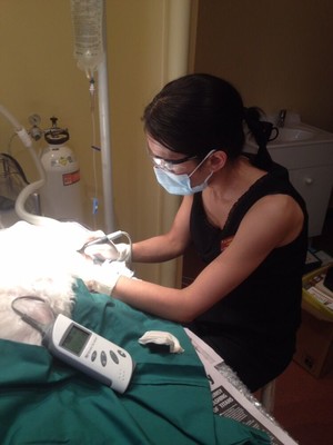 All Paws Vet Pic 3 - Dental teeth cleaning procedure