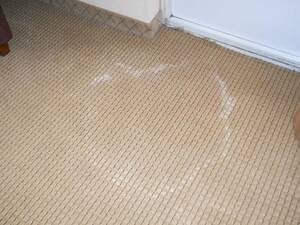 Carpet Cleaning Henley Beach Pic 3