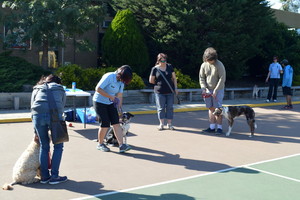 Serenity Canine Academy Pic 3