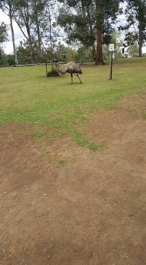 Lone Pine Koala Sanctuary Pic 5