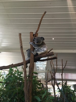 Lone Pine Koala Sanctuary Pic 2