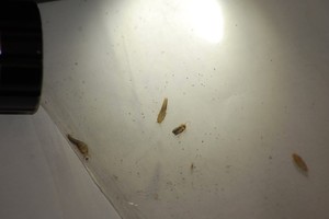 Evergreen Pest Control & Property Maintenance Pic 4 - Silverfish Control