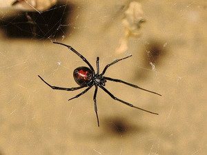 Evergreen Pest Control & Property Maintenance Pic 5 - Spider Control