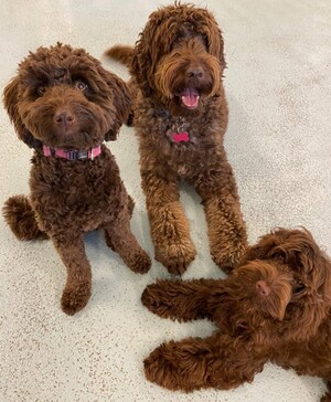 Kip Newtown Dog Daycare & Dog Grooming Pic 2