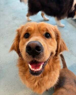 Kip Newtown Dog Daycare & Dog Grooming Pic 3