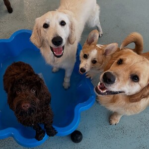 Kip Newtown Dog Daycare & Dog Grooming Pic 4