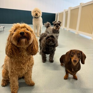 Kip Newtown Dog Daycare & Dog Grooming Pic 5