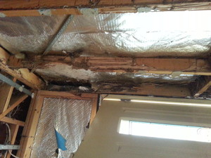 Knockout Pest Services Pic 3 - termite damage