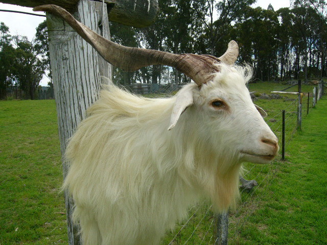 Red Fox Taxidermy Pic 1 - White Billy Goat