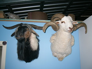 Red Fox Taxidermy Pic 2 - Goat and Ram