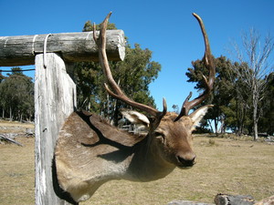 Red Fox Taxidermy Pic 3 - Fallow Deer