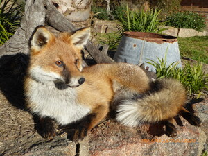 Red Fox Taxidermy Pic 5