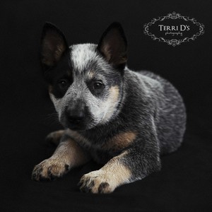 Terri D's Photography Pic 4 - Pet Portraits