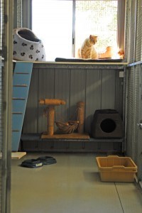 Cat in the Hat Pic 3 - Our comfy cat condos